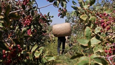 کشت پسته در باغات شهرستان بافق