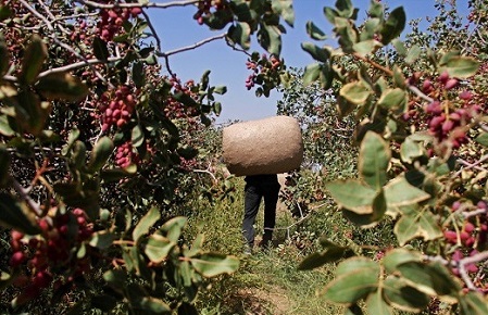 کشت پسته در باغات شهرستان بافق