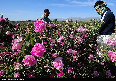 برداشت گل محمدی