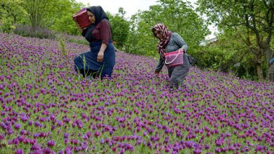 برداشت گل گاو زبان در استان یزد