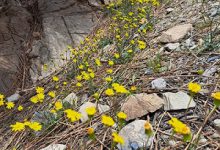 طبیعت زیبای زارکوییه